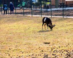 European mouflon Ovis orientalis in the nursery of the Agricultural University in Nitra, Slovakia. photo