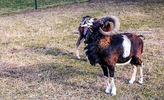 europeo muflón ovis orientalis en el guardería de el agrícola Universidad en nitra, Eslovaquia. foto