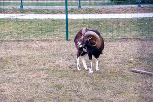 europeo muflón ovis orientalis en el guardería de el agrícola Universidad en nitra, Eslovaquia. foto