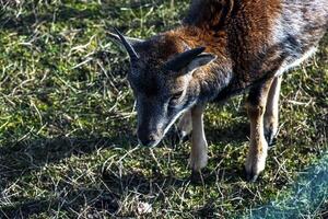 europeo muflón ovis orientalis en el guardería de el agrícola Universidad en nitra, Eslovaquia. foto