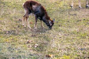 europeo muflón ovis orientalis en el guardería de el agrícola Universidad en nitra, Eslovaquia. foto