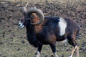 europeo muflón ovis orientalis en el guardería de el agrícola Universidad en nitra, Eslovaquia. foto