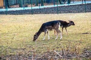 European mouflon Ovis orientalis in the nursery of the Agricultural University in Nitra, Slovakia. photo