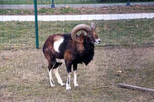 europeo muflón ovis orientalis en el guardería de el agrícola Universidad en nitra, Eslovaquia. foto