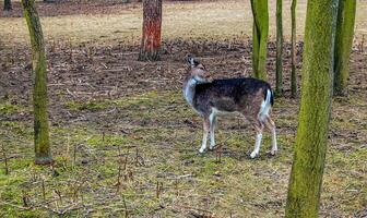 europeo muflón ovis orientalis en el guardería de el agrícola Universidad en nitra, Eslovaquia. foto