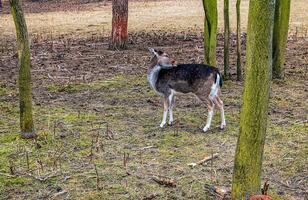 europeo muflón ovis orientalis en el guardería de el agrícola Universidad en nitra, Eslovaquia. foto