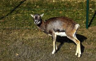 europeo muflón ovis orientalis en el guardería de el agrícola Universidad en nitra, Eslovaquia. foto