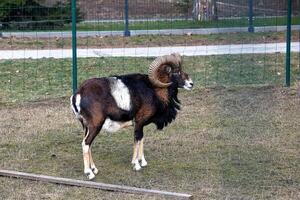 europeo muflón ovis orientalis en el guardería de el agrícola Universidad en nitra, Eslovaquia. foto