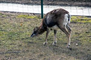 europeo muflón ovis orientalis en el guardería de el agrícola Universidad en nitra, Eslovaquia. foto