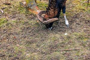 European mouflon Ovis orientalis in the nursery of the Agricultural University in Nitra, Slovakia. photo