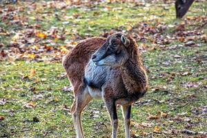 europeo muflón ovis orientalis en el guardería de el agrícola Universidad en nitra, Eslovaquia. foto