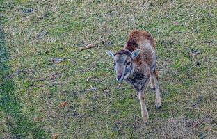 europeo muflón ovis orientalis en el guardería de el agrícola Universidad en nitra, Eslovaquia. foto