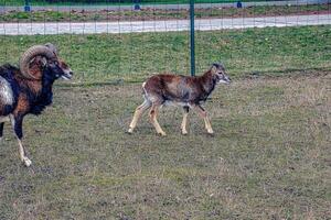 europeo muflón ovis orientalis en el guardería de el agrícola Universidad en nitra, Eslovaquia. foto