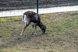 europeo muflón ovis orientalis en el guardería de el agrícola Universidad en nitra, Eslovaquia. foto