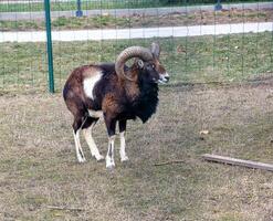 europeo muflón ovis orientalis en el guardería de el agrícola Universidad en nitra, Eslovaquia. foto