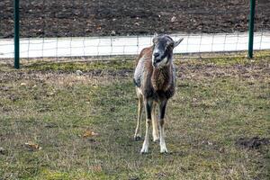 European mouflon Ovis orientalis in the nursery of the Agricultural University in Nitra, Slovakia. photo