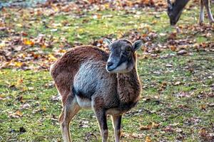 europeo muflón ovis orientalis en el guardería de el agrícola Universidad en nitra, Eslovaquia. foto