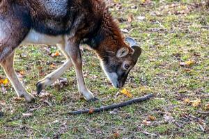 europeo muflón ovis orientalis en el guardería de el agrícola Universidad en nitra, Eslovaquia. foto