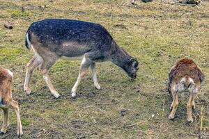 European mouflon Ovis orientalis in the nursery of the Agricultural University in Nitra, Slovakia. photo