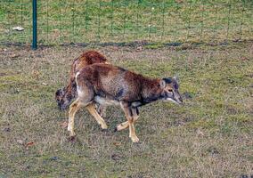 europeo muflón ovis orientalis en el guardería de el agrícola Universidad en nitra, Eslovaquia. foto