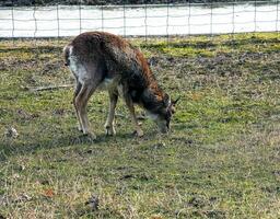 europeo muflón ovis orientalis en el guardería de el agrícola Universidad en nitra, Eslovaquia. foto