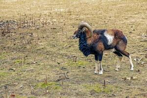 European mouflon Ovis orientalis in the nursery of the Agricultural University in Nitra, Slovakia. photo
