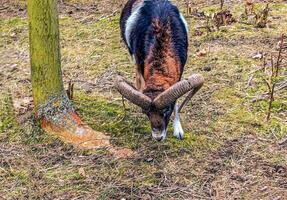 europeo muflón ovis orientalis en el guardería de el agrícola Universidad en nitra, Eslovaquia. foto