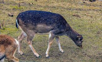 europeo muflón ovis orientalis en el guardería de el agrícola Universidad en nitra, Eslovaquia. foto