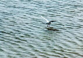 gaviotas o larus en el hielo de un río en un brillante soleado invierno día. foto