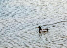 Anatinae ducks on a winter icy river in frosty weather. photo