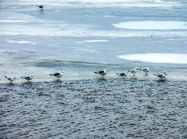 Seagulls or Larus on the ice of a river on a bright sunny winter day. photo