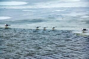 gaviotas o larus en el hielo de un río en un brillante soleado invierno día. foto