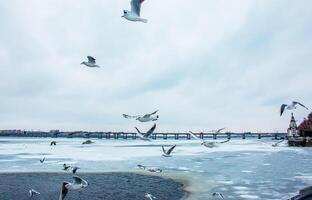 hambriento gaviotas o larus mosca terminado un río cubierto con hielo en un brillante soleado invierno día. foto