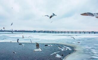 hambriento gaviotas o larus mosca terminado un río cubierto con hielo en un brillante soleado invierno día. foto