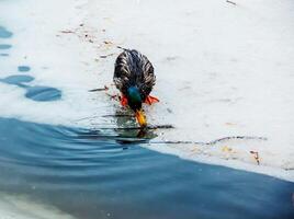 anatinae patos en un invierno glacial río en escarchado clima. el Pato bebidas agua. foto