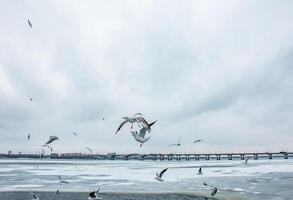 hambriento gaviotas o larus mosca terminado un río cubierto con hielo en un brillante soleado invierno día. foto