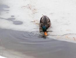 Anatinae ducks on a winter icy river in frosty weather. The duck drinks water. photo