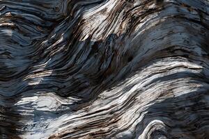 Close-up of an old tree trunk photo