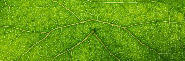macro photography of leaf texture - you can see cells photo