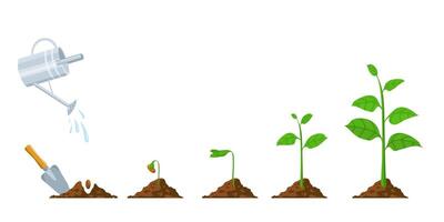 Green sprout grow. Seedling and planting phases. Plant with leaves, bean in soil, watering can. Plants growing progress vector infographic