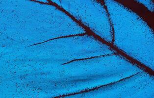 Wing of a butterfly Ulysses. Wing of a butterfly texture background. Close up photo