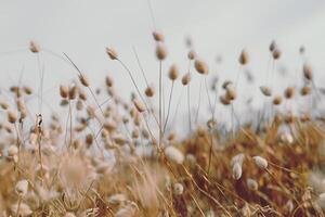 Bunny tails grass on vintage style, natura background photo