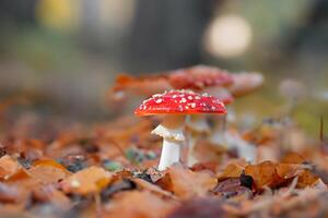 Mushroom close-up with nice colourful bokeh background photo