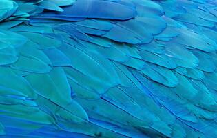 Close up of Blue macaw birds feathers background and. photo