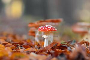 Mushroom close-up with nice colourful bokeh background photo