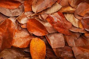 closeup nature view of dry leaves background and dark tone photo