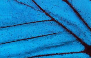 Wing of a butterfly Ulysses. Wing of a butterfly texture background. Close up photo