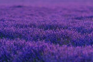 Lavender, lavandin, Fields, Valensole Plateau, Alpes Haute Provence, France, Europe photo