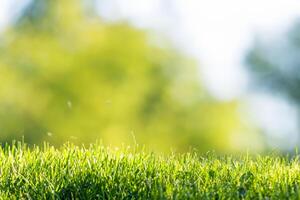 Fresh green grass in a park with an abstract green background photo