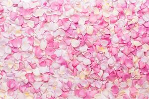 Pink rose flowers petals on white background. Flat lay, top view, copy space. photo